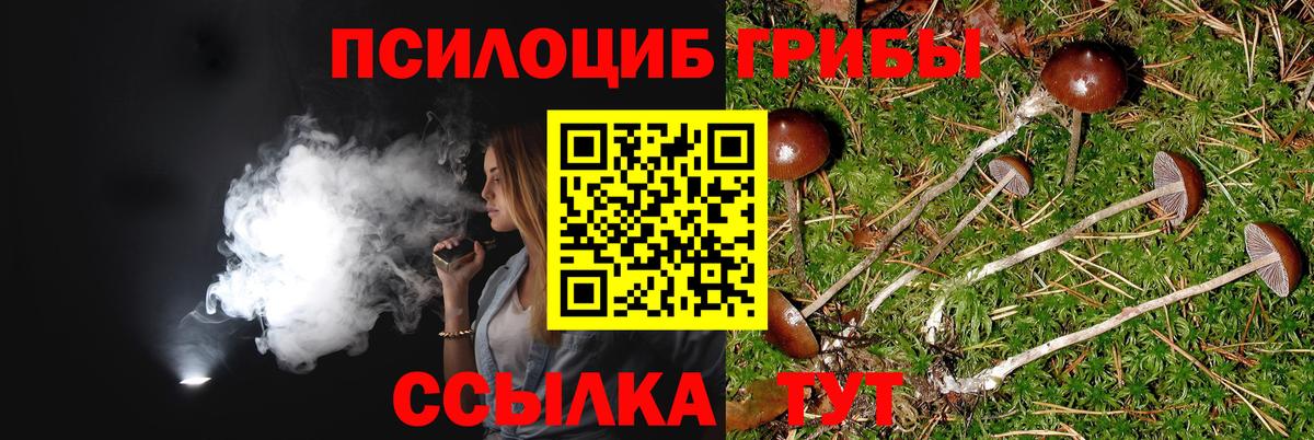 Псилоцибиновые грибы Psilocybe  Псилоцибиновые грибы Psilocybe  где продают   Вход с VPN  Кудрово 